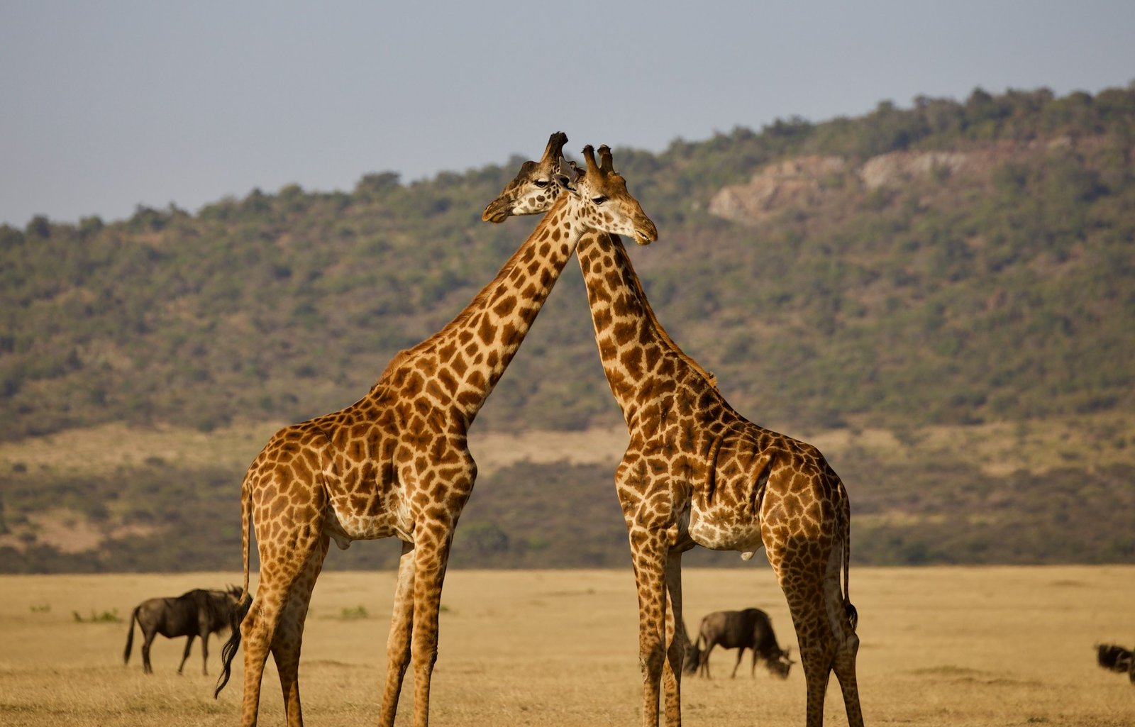Two giraffes crossing their necks