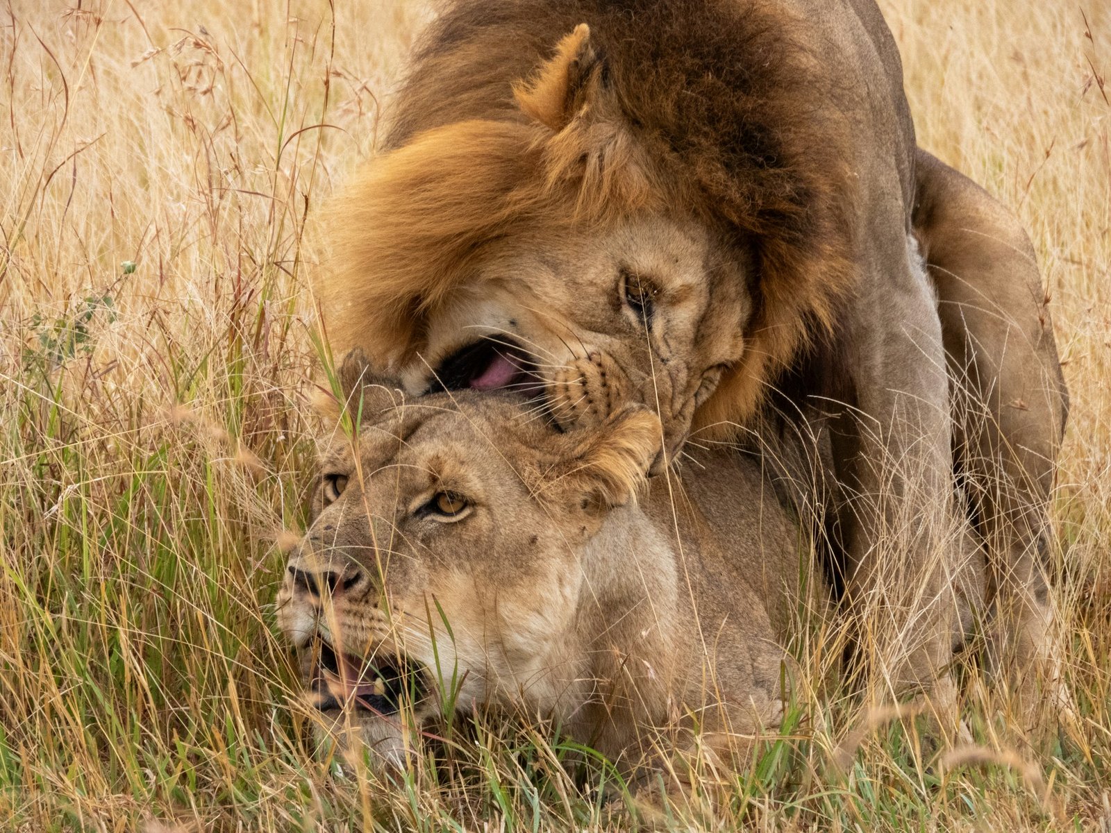 Two lions resting close together