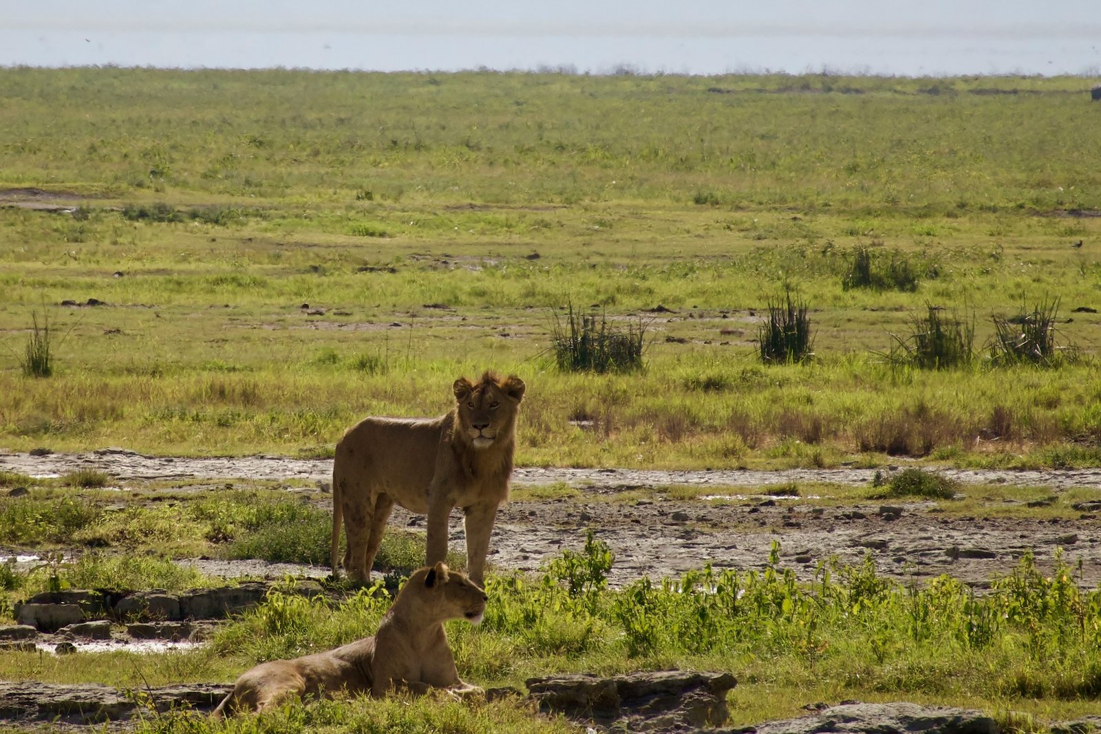 Two lions standing on the plains