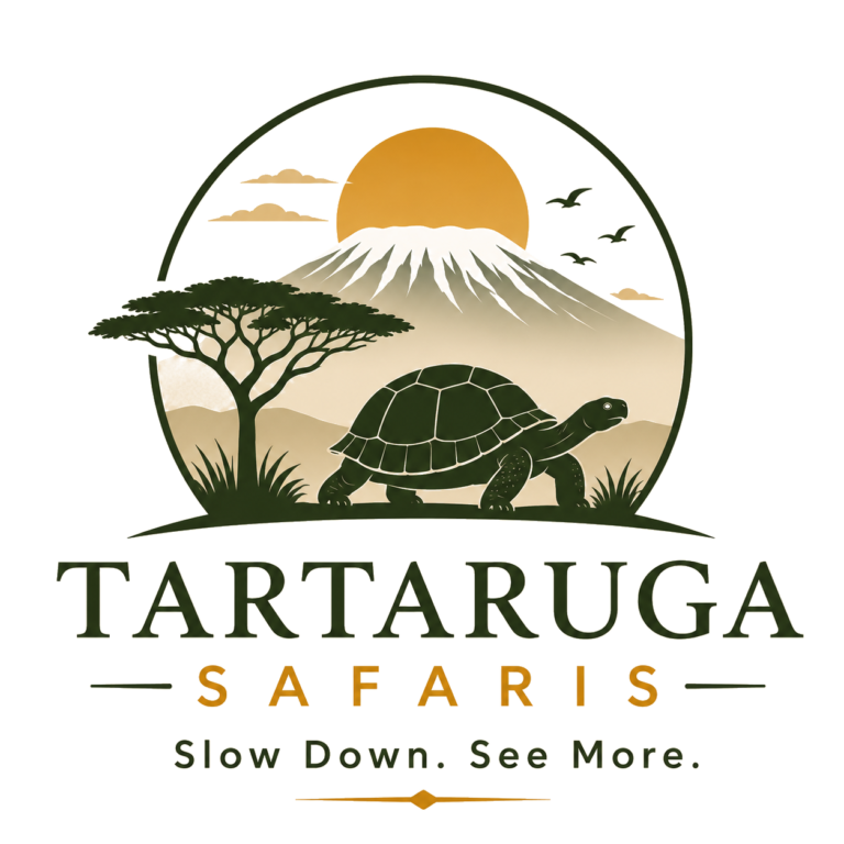 Transparent Tartaruga Logo