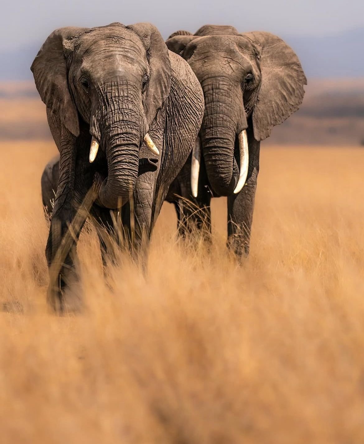 Three elephants walking through dry grass
