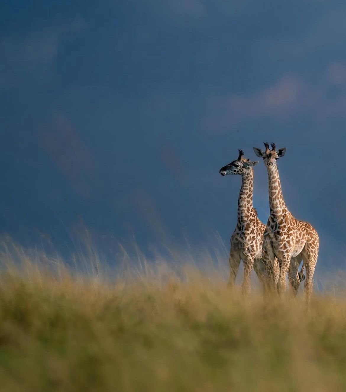 Two giraffes standing in tall grass