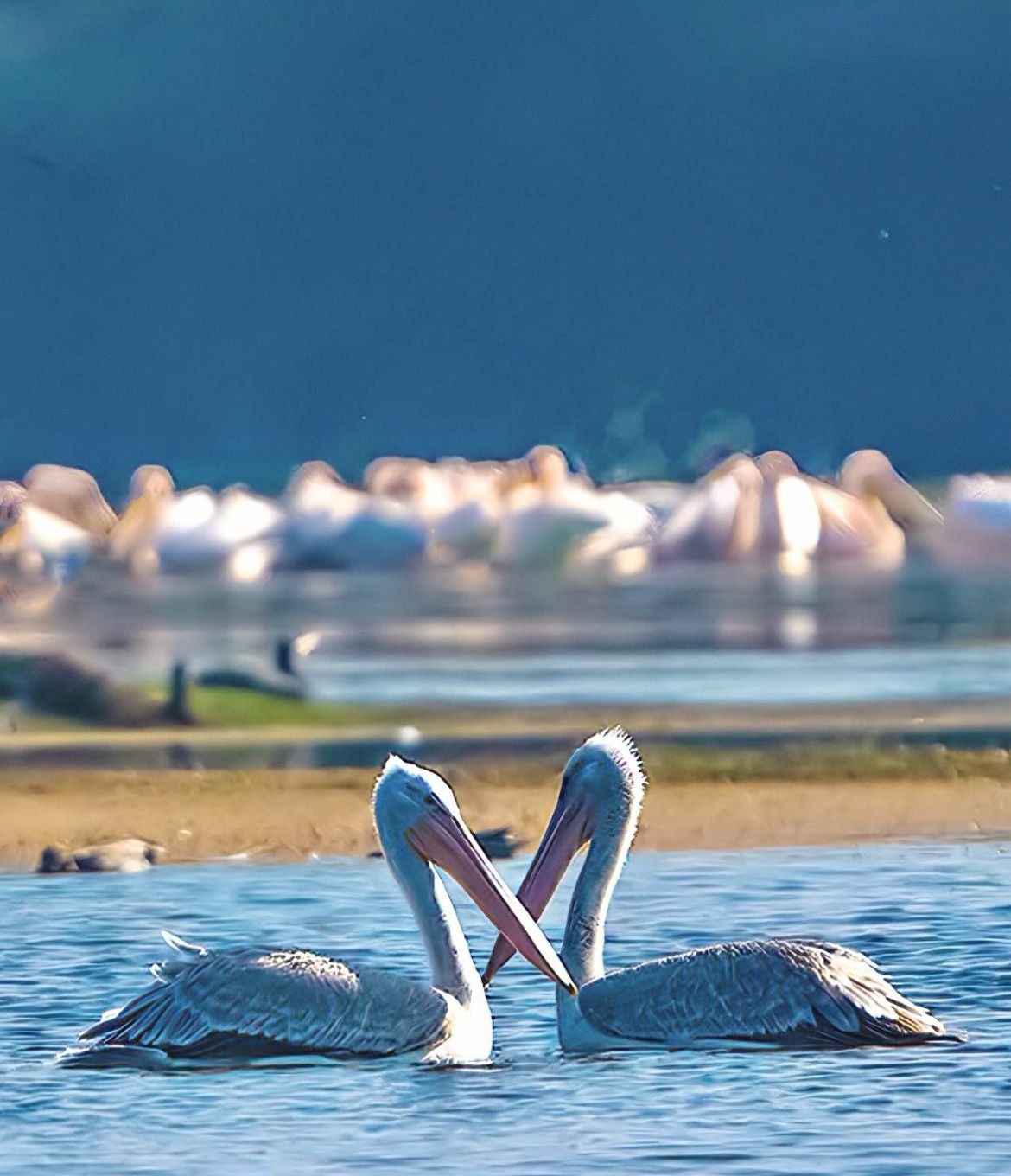 Pelican with its wings raised at a lakeshore