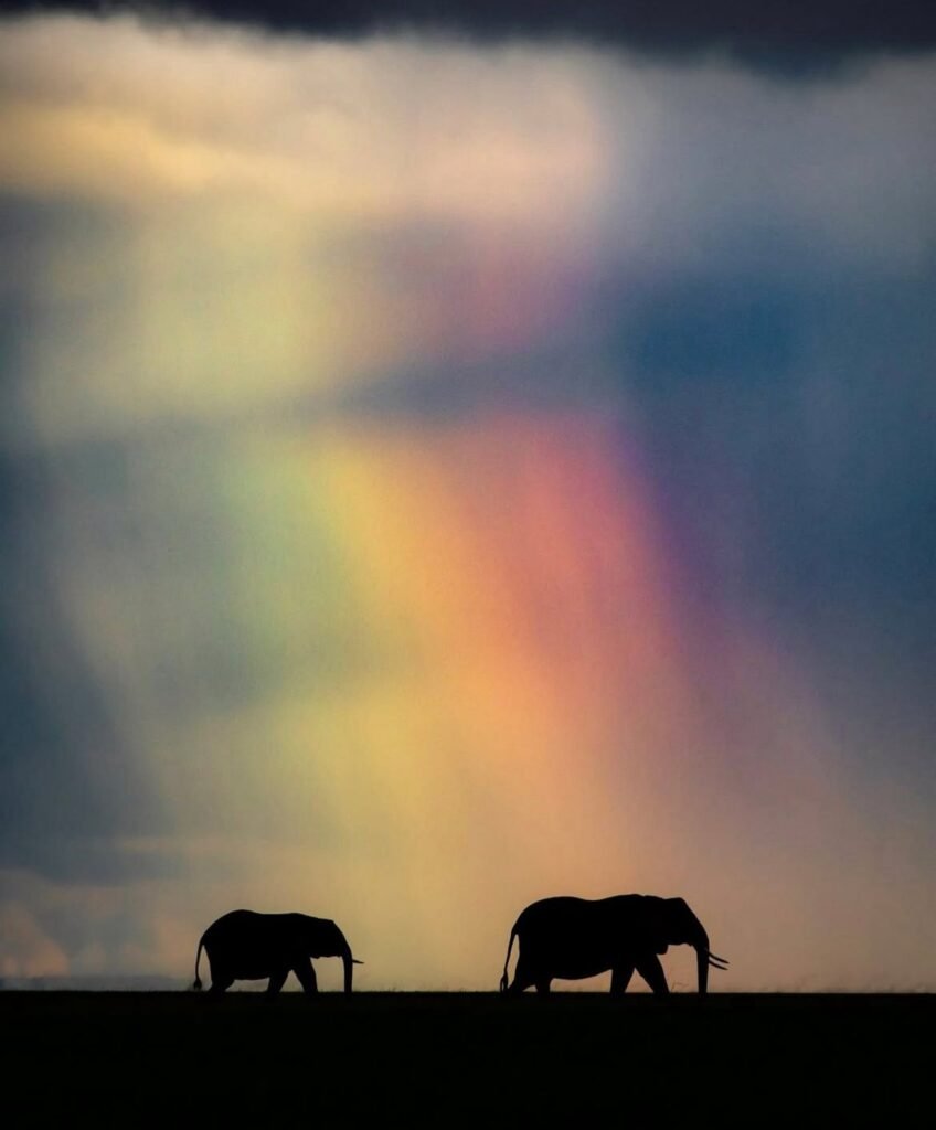 Elephant silhouettes beneath a shaft of sunlight — 15 Days Tanzania Safari and Mafia Island Escape