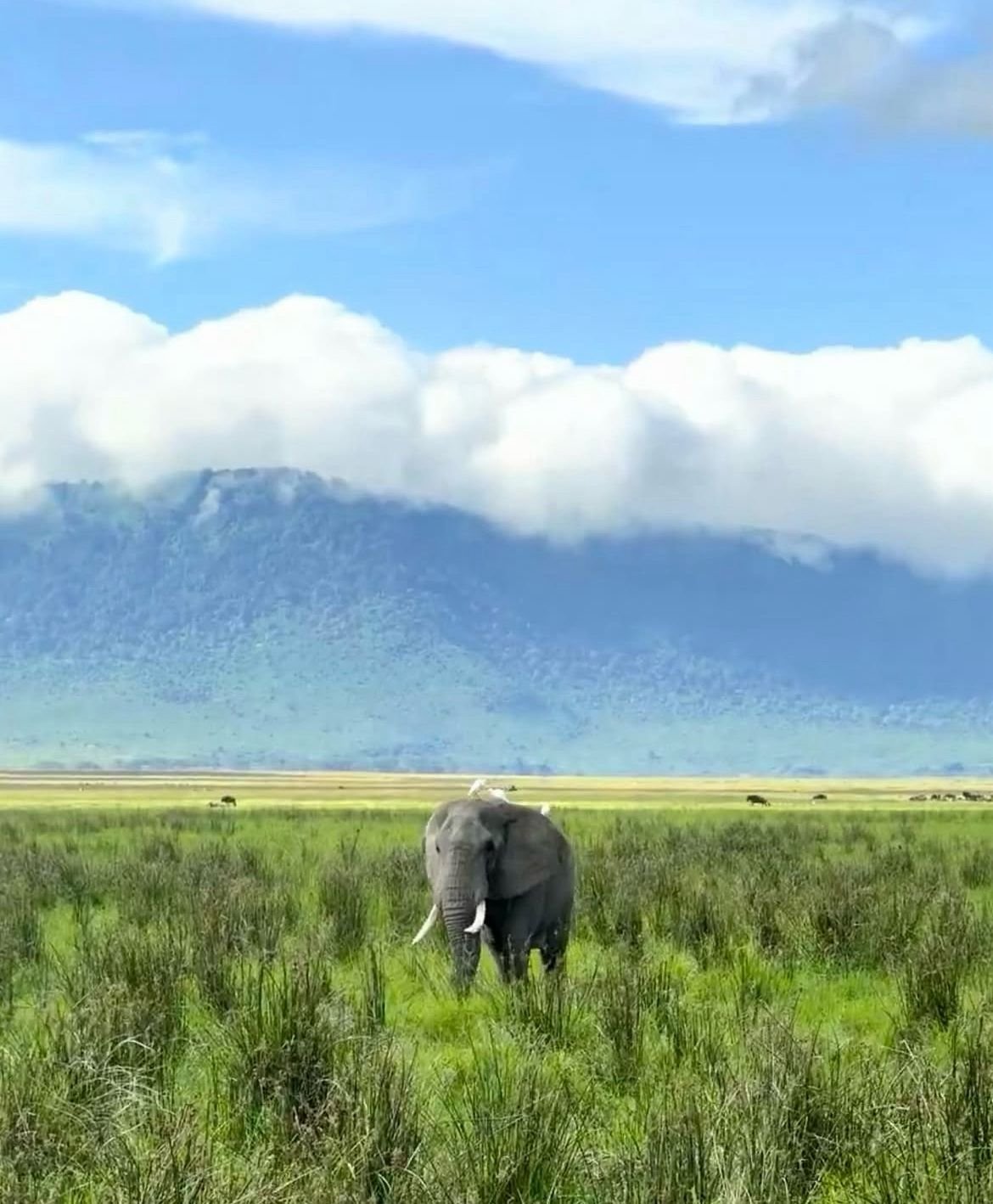 Elephant in green grass beneath a cloud-covered mountain