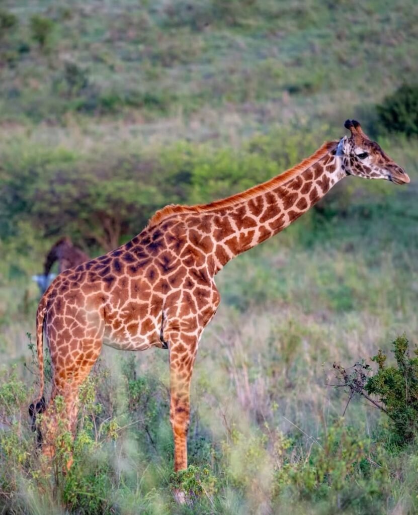 Giraffe among green vegetation — 6 Days Classic Tanzania Safari