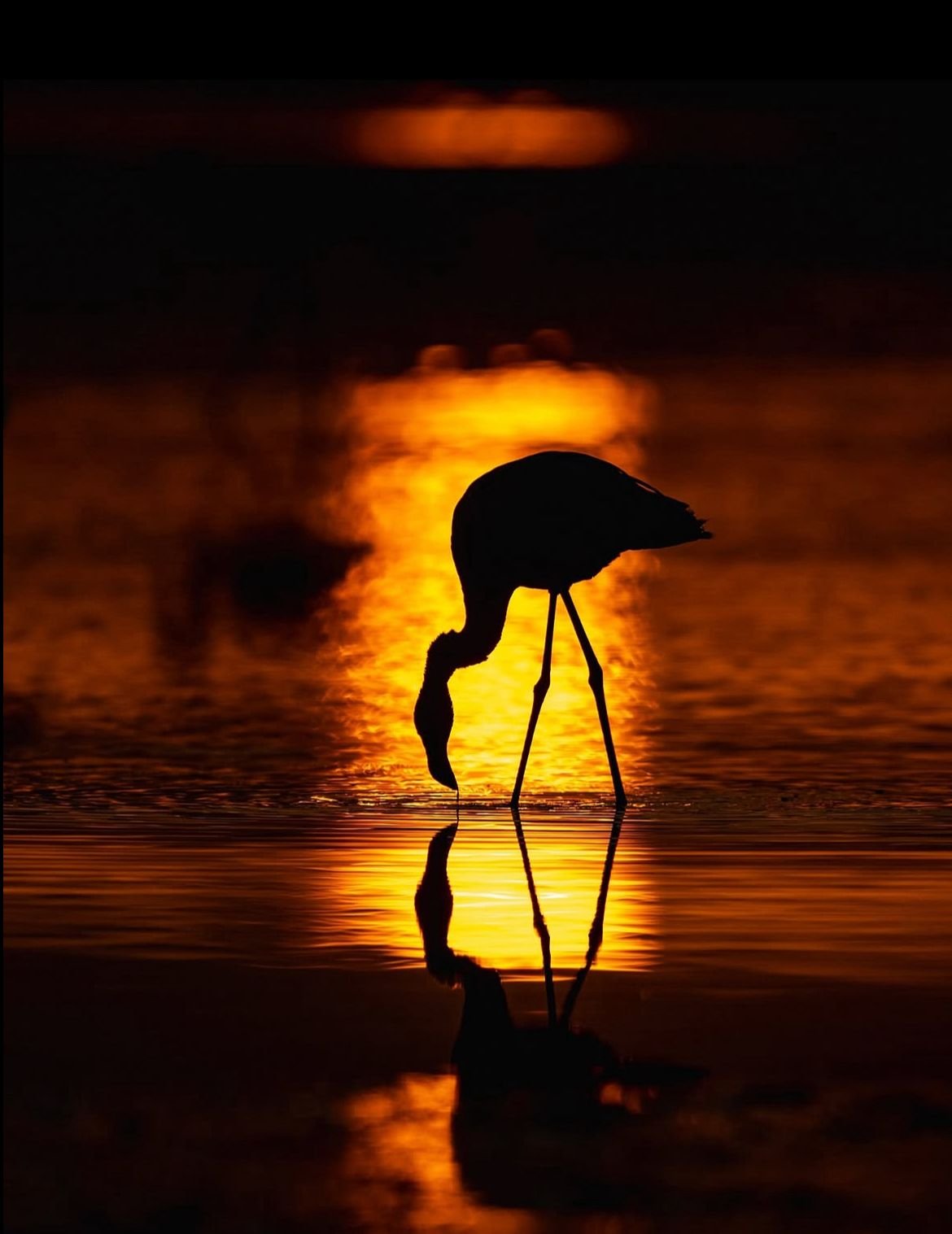 Giraffe silhouette reflected in water at sunset