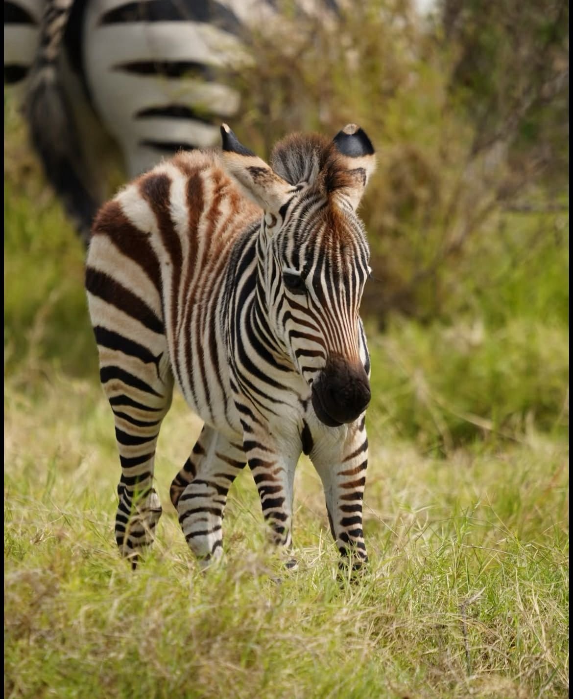 Adult zebra with a young foal