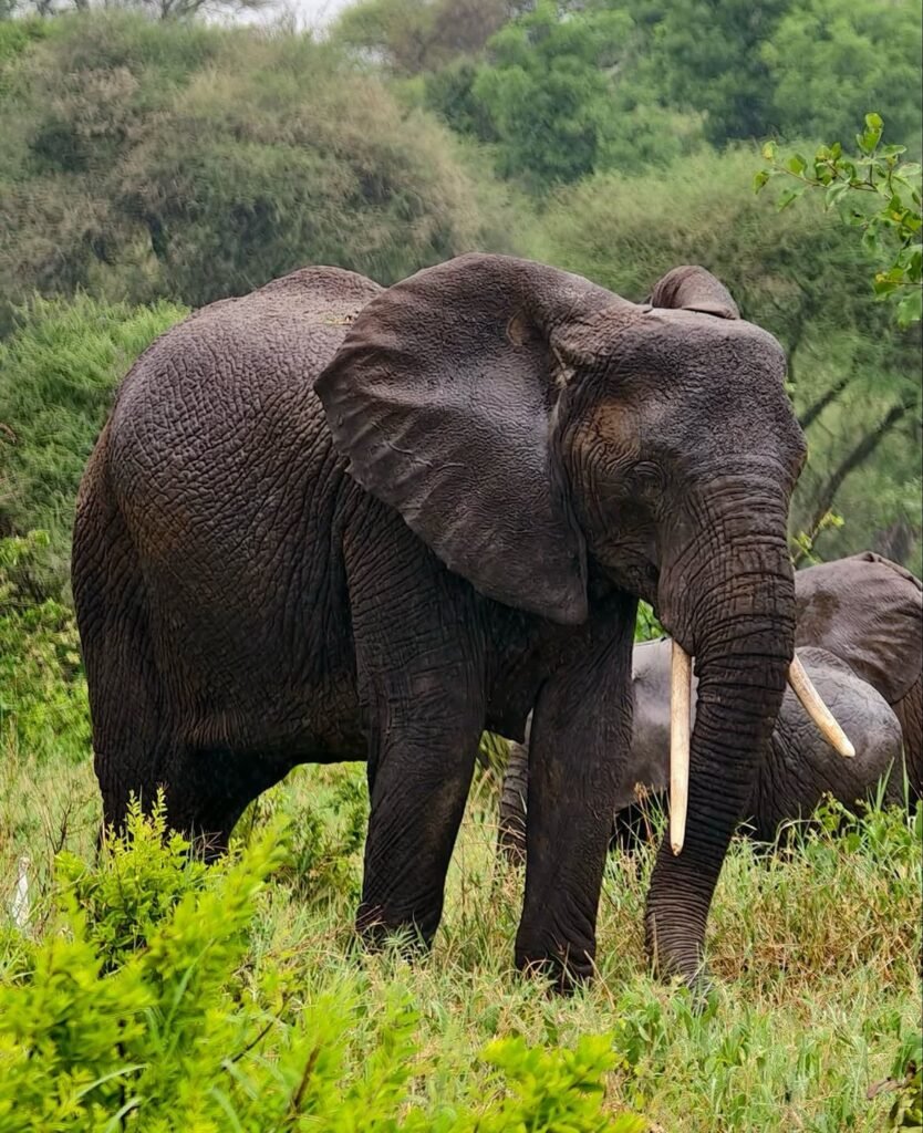 Elephant feeding in green vegetation — 20 Days Tanzania Safari, Mafia and Zanzibar Journey