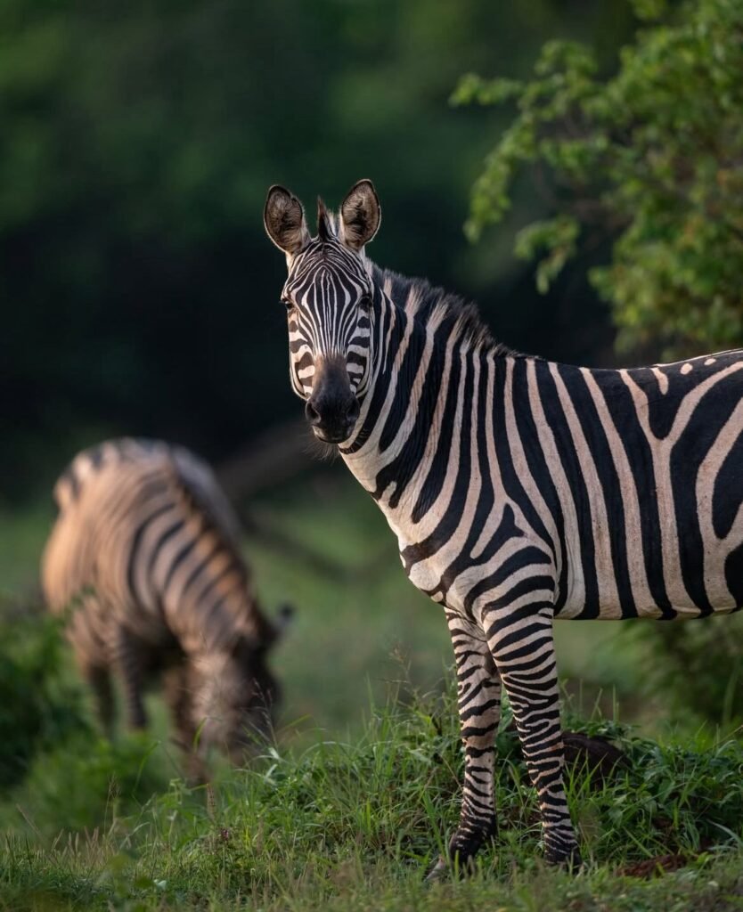 Zebra in green woodland — 12 Days Family Safari and Zanzibar Holiday