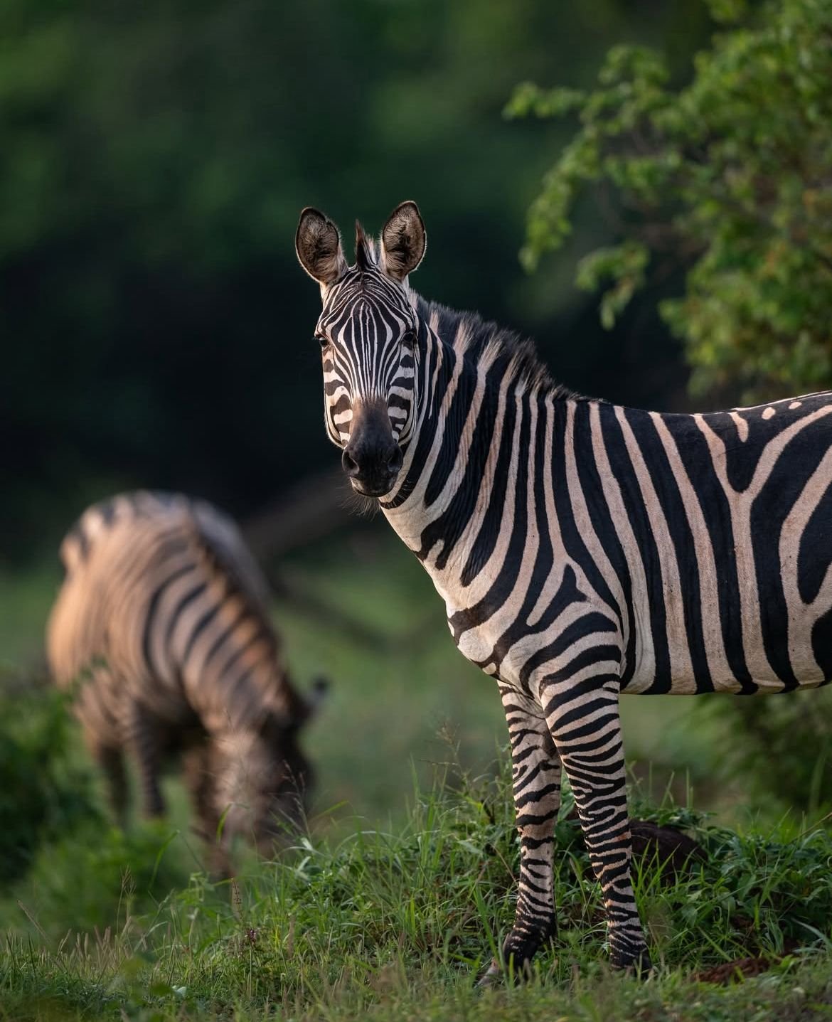 Zebra and foal beside green woodland