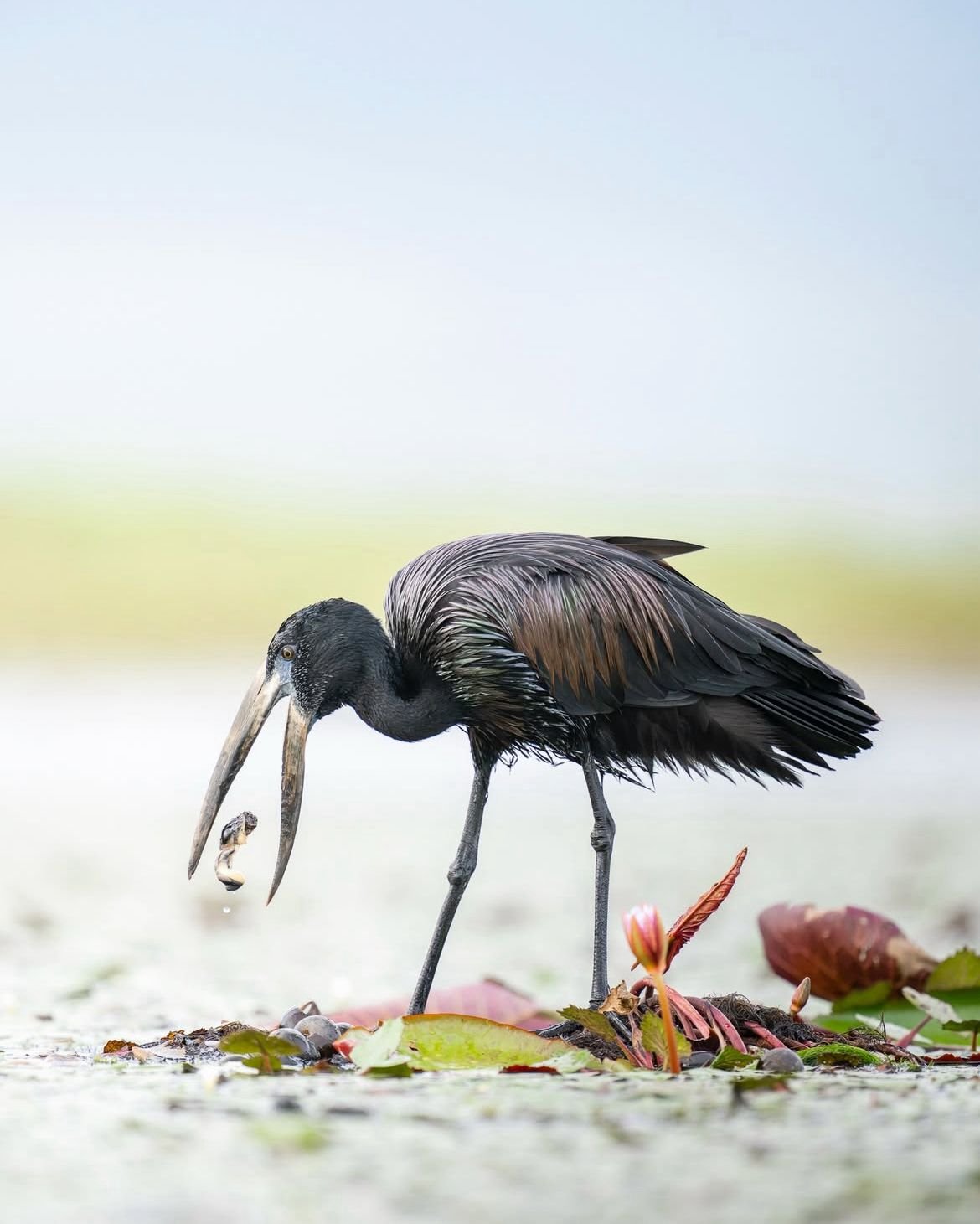 Saddle-billed stork standing in shallow water
