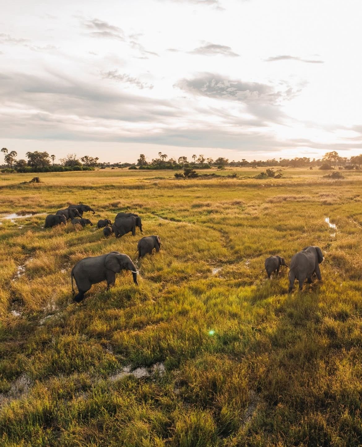 Wildebeest scattered across open plains