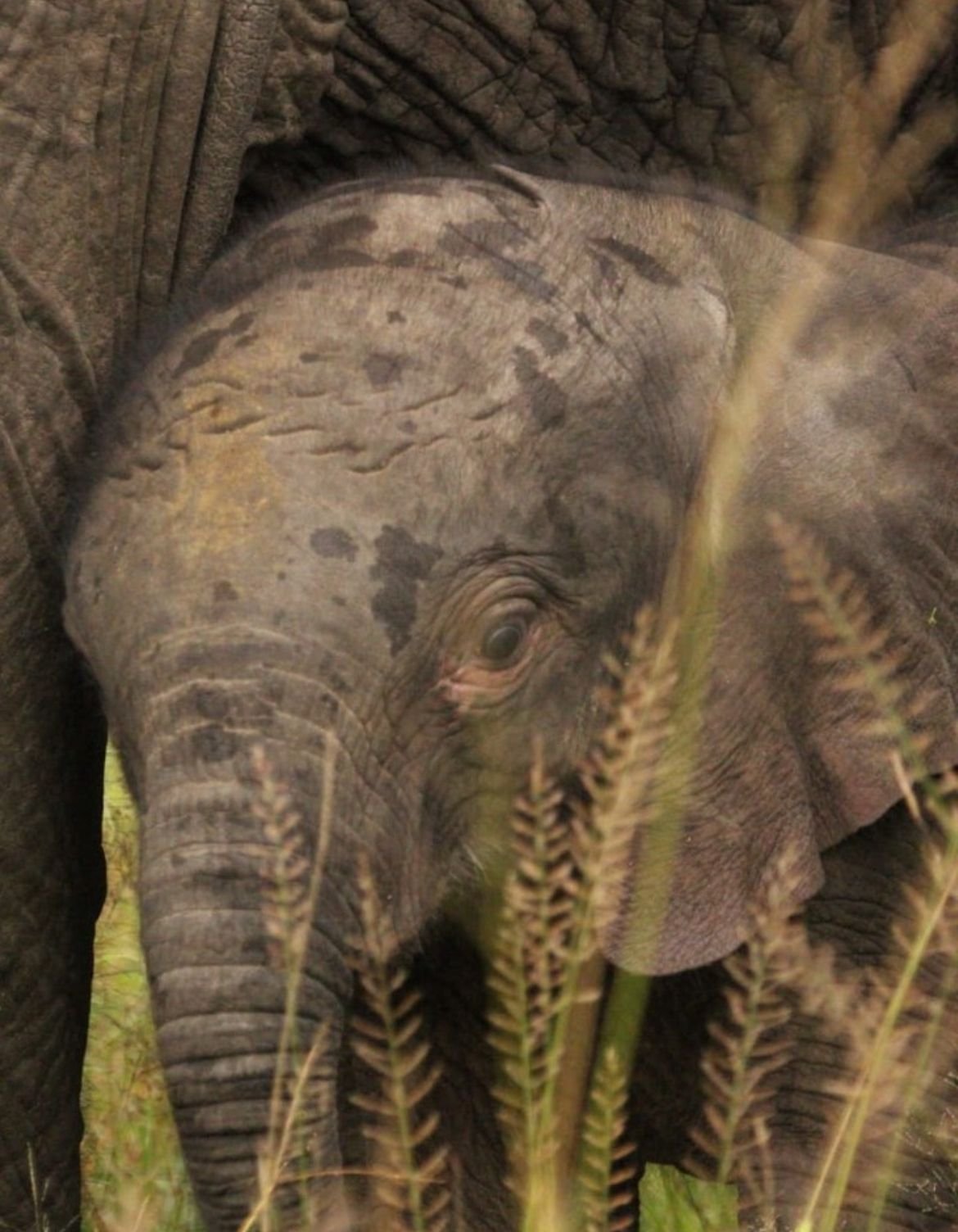 Elephant calf partly hidden among larger elephants