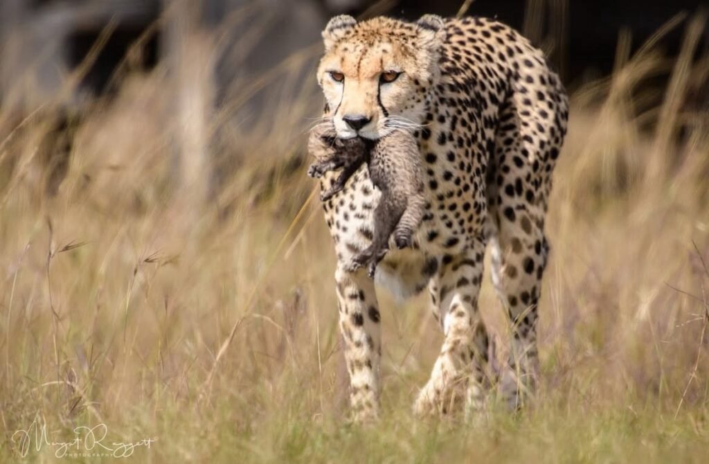 Cheetah walking through grass — 7 Days Serengeti Slow Travel Luxury Safari