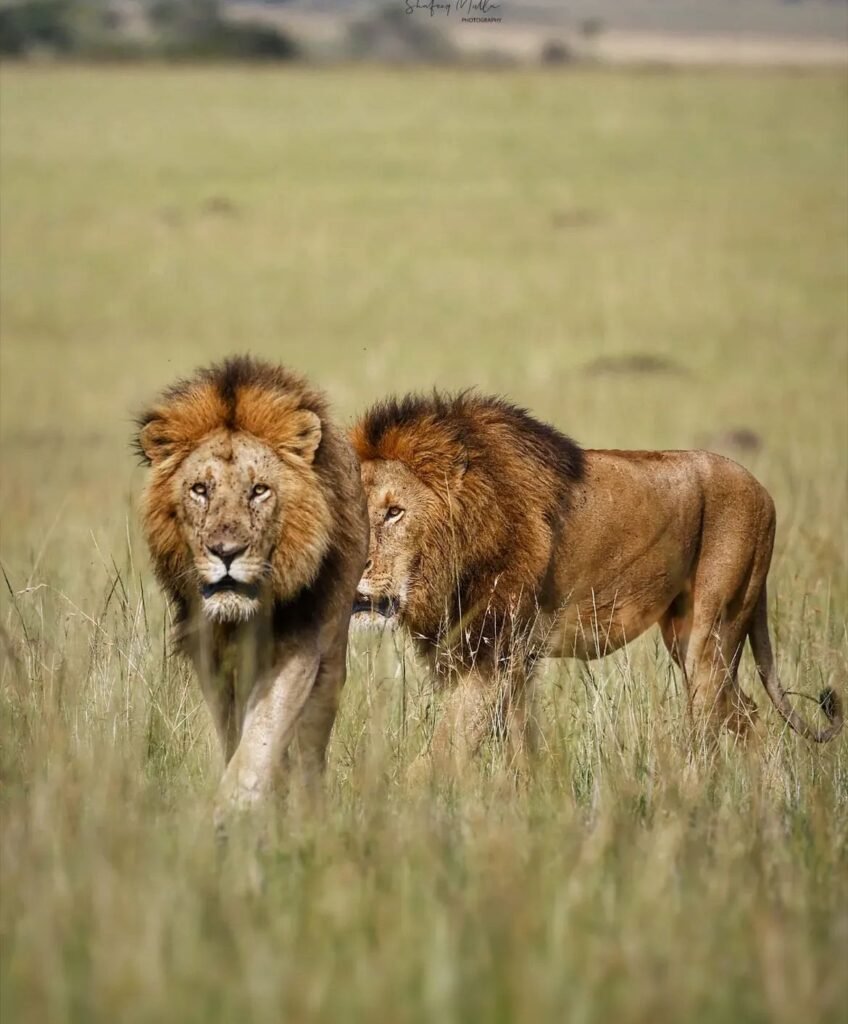 Two lions standing in grass — 15 Days Couples Safari and Zanzibar Adventure