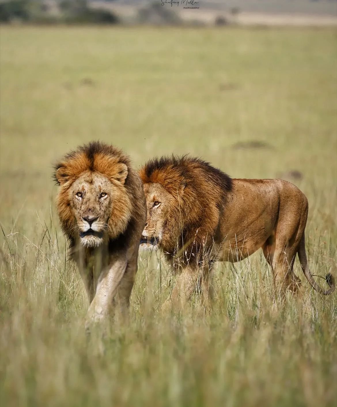 Two male lions standing side by side