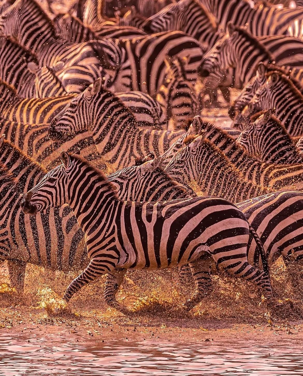A group of zebras standing together