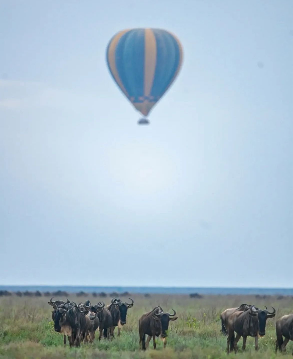 Hot-air balloon above a herd of wildebeest