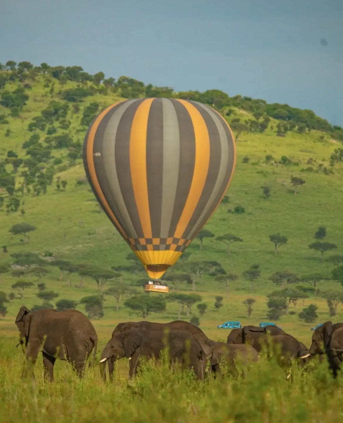 Hot-air balloon above grazing wildebeest