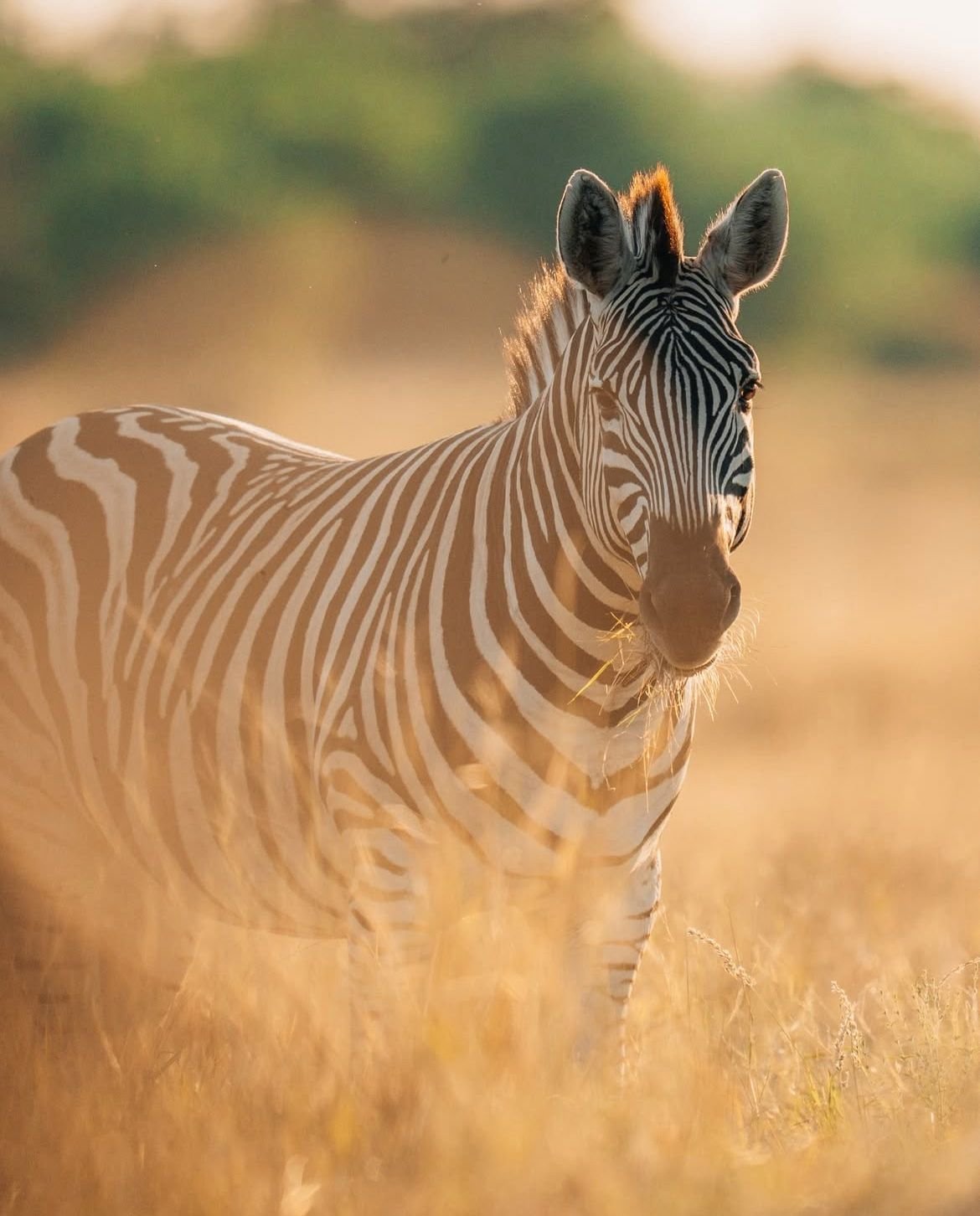 Zebra standing in sunlit grass