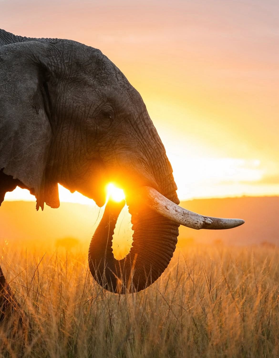 Elephant at sunset with sunlight beneath its tusks