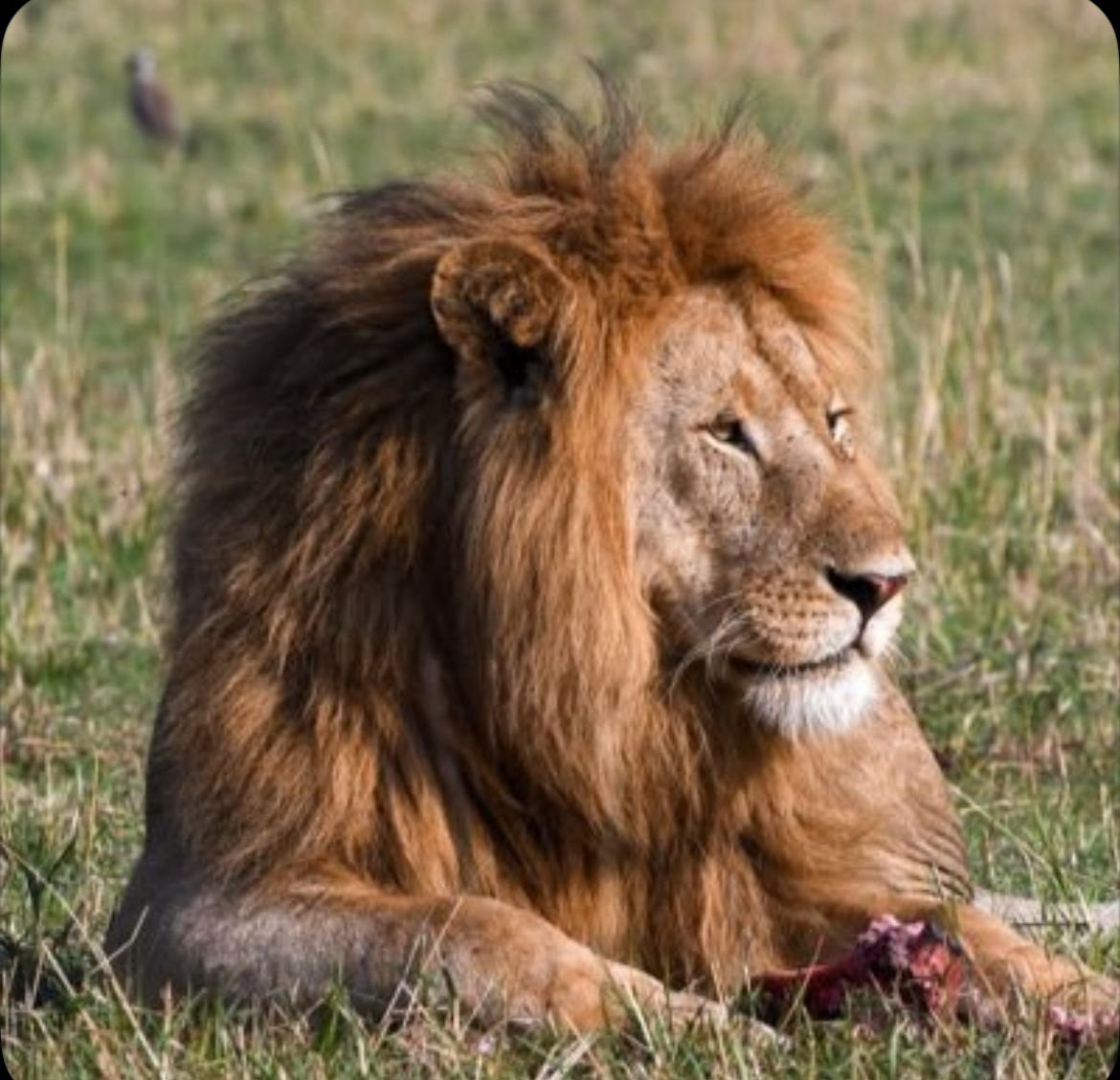 Male lion with a dark mane