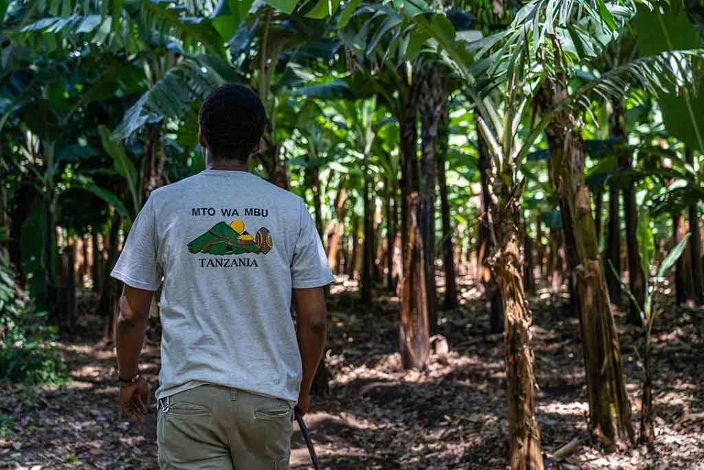 Local guide walking through a banana plantation in Mto wa Mbu — Tartaruga Safaris