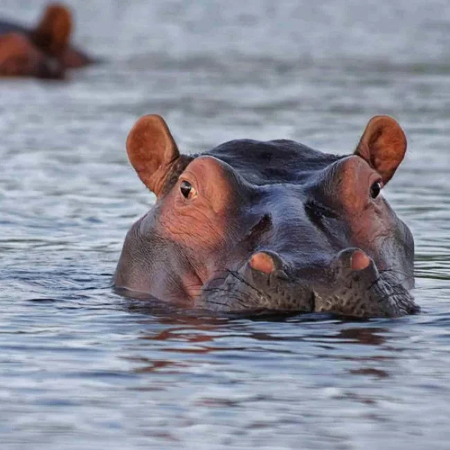 Hippopotame dans l’eau — Tartaruga Safaris