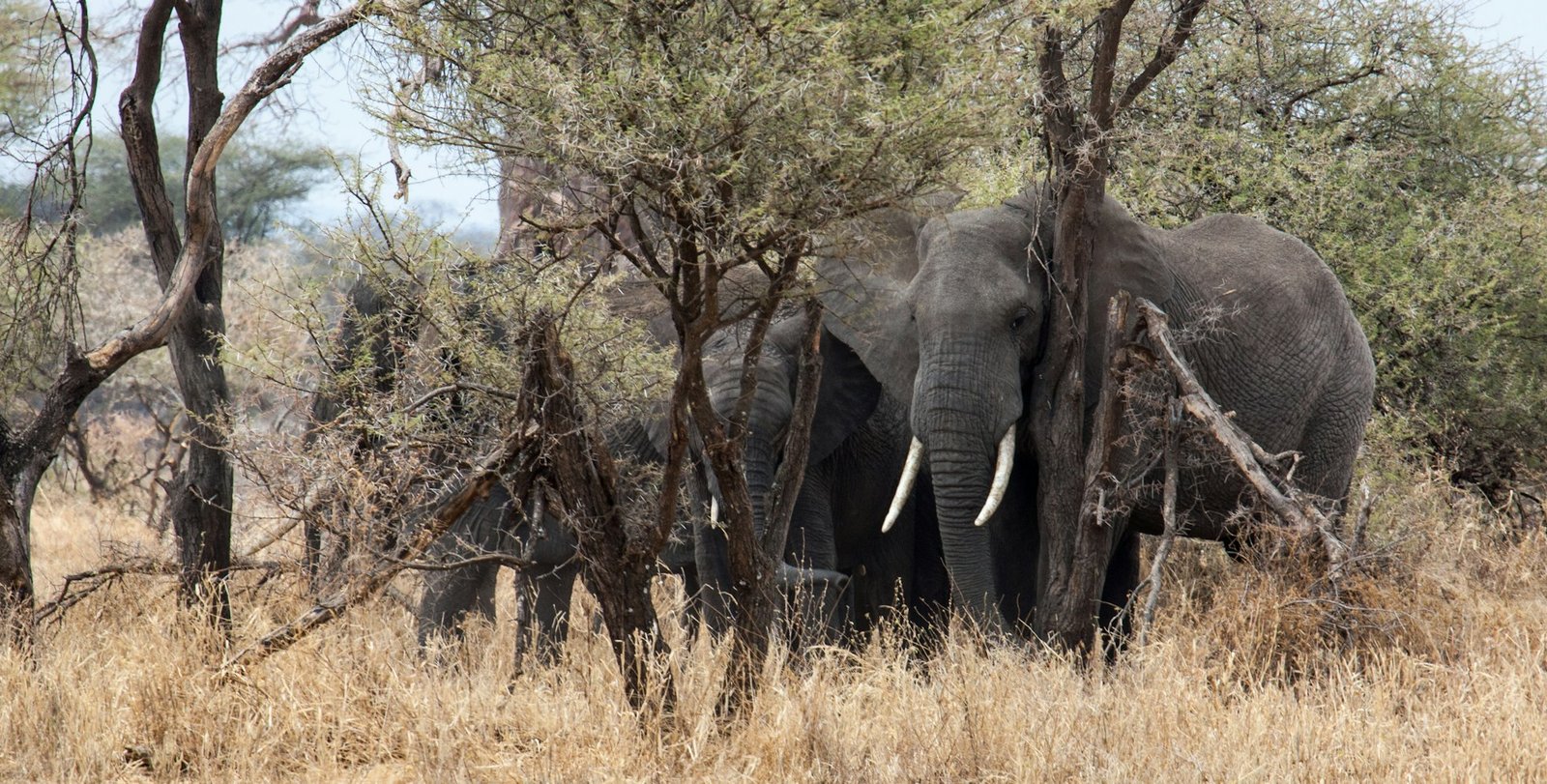 Elephant among trees in Tarangire