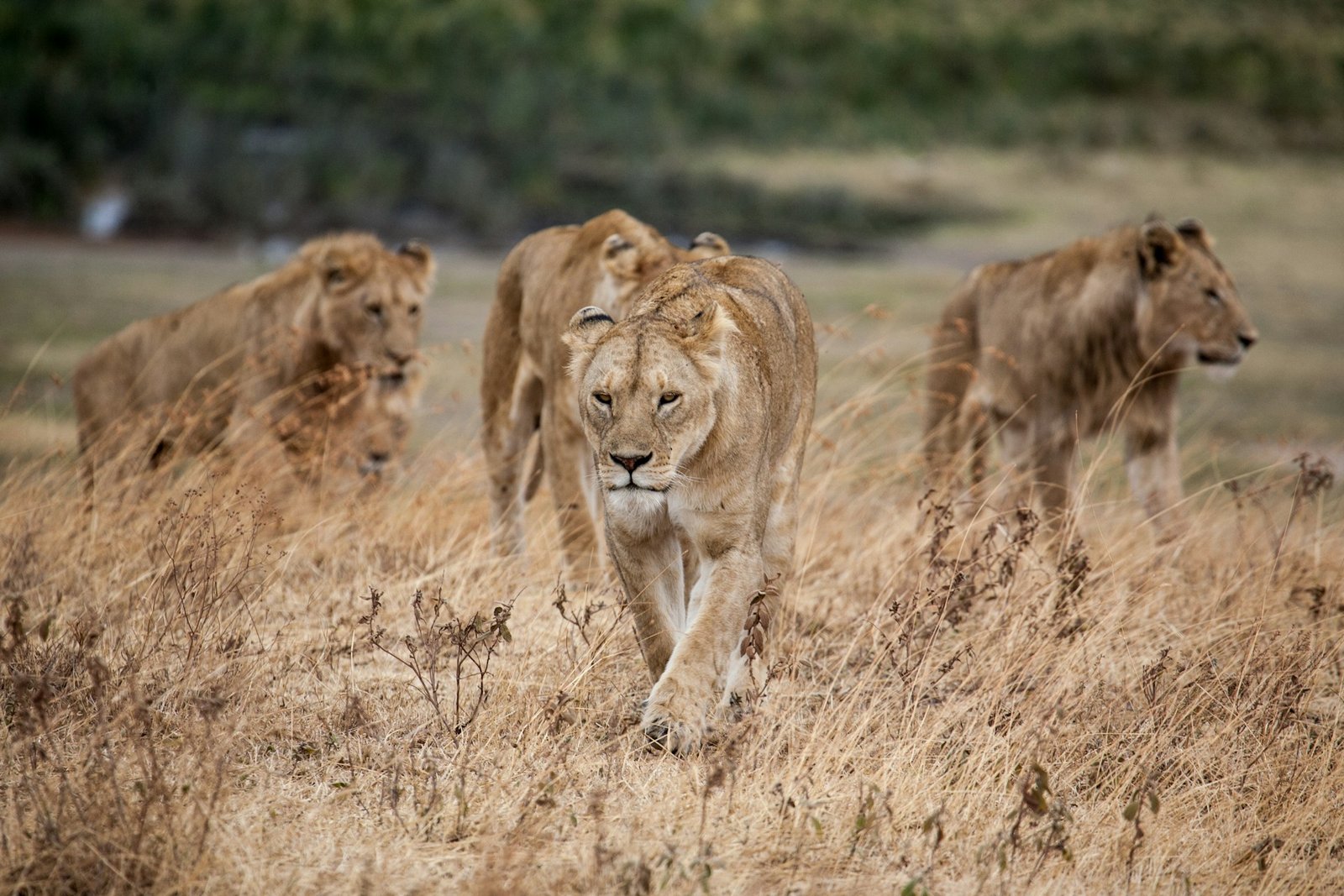 Lions moving through grassland
