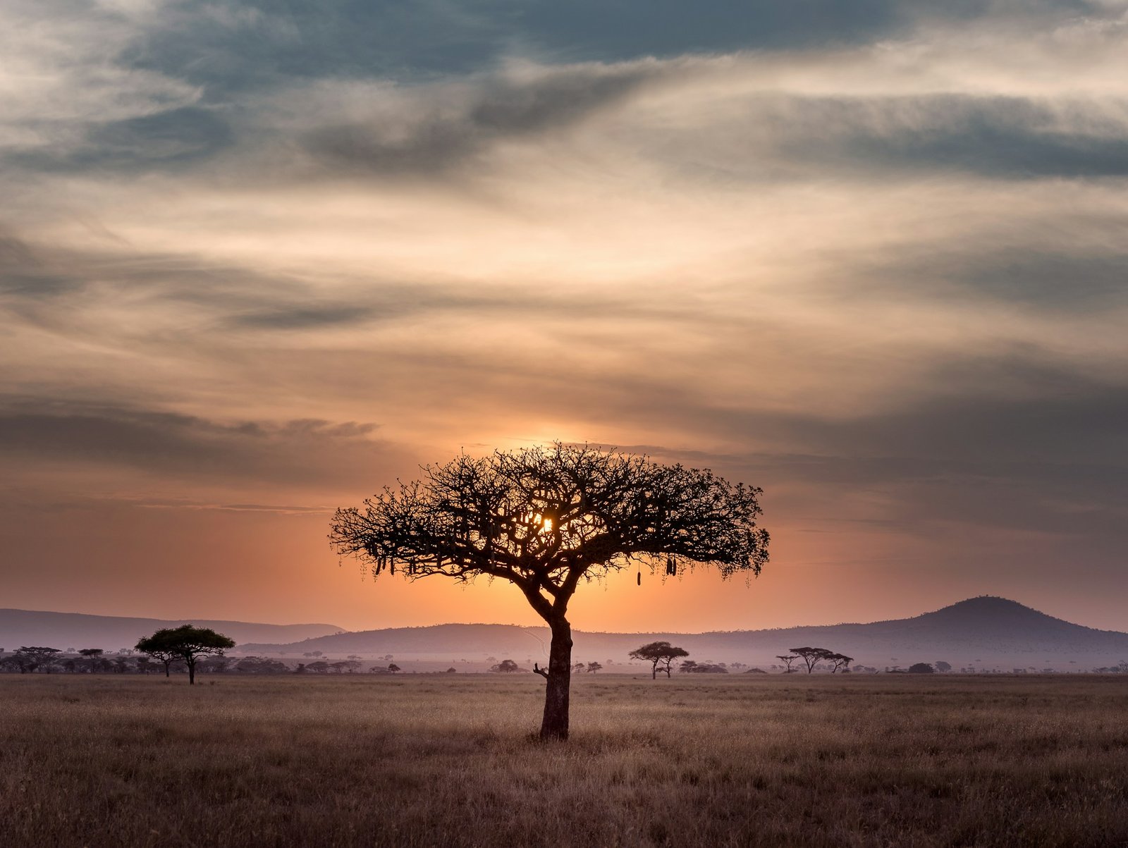 Lone acacia under a sunset sky