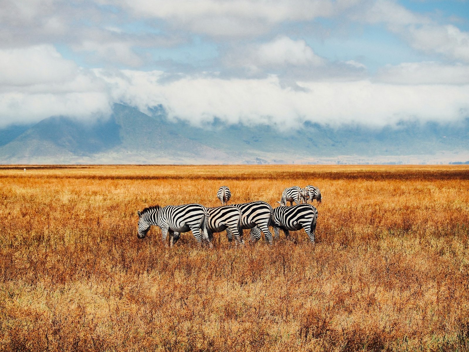 Zebras in open grassland