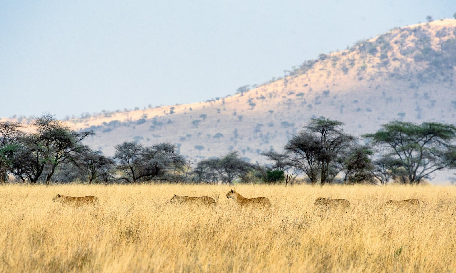 Tanzania safari landscape — 9 Days Halal-Friendly Tanzania Safari