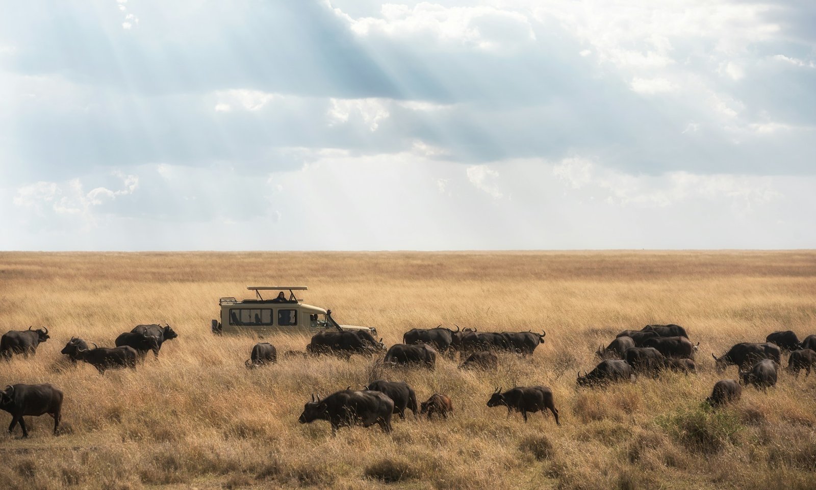 Migrating wildlife across the plains