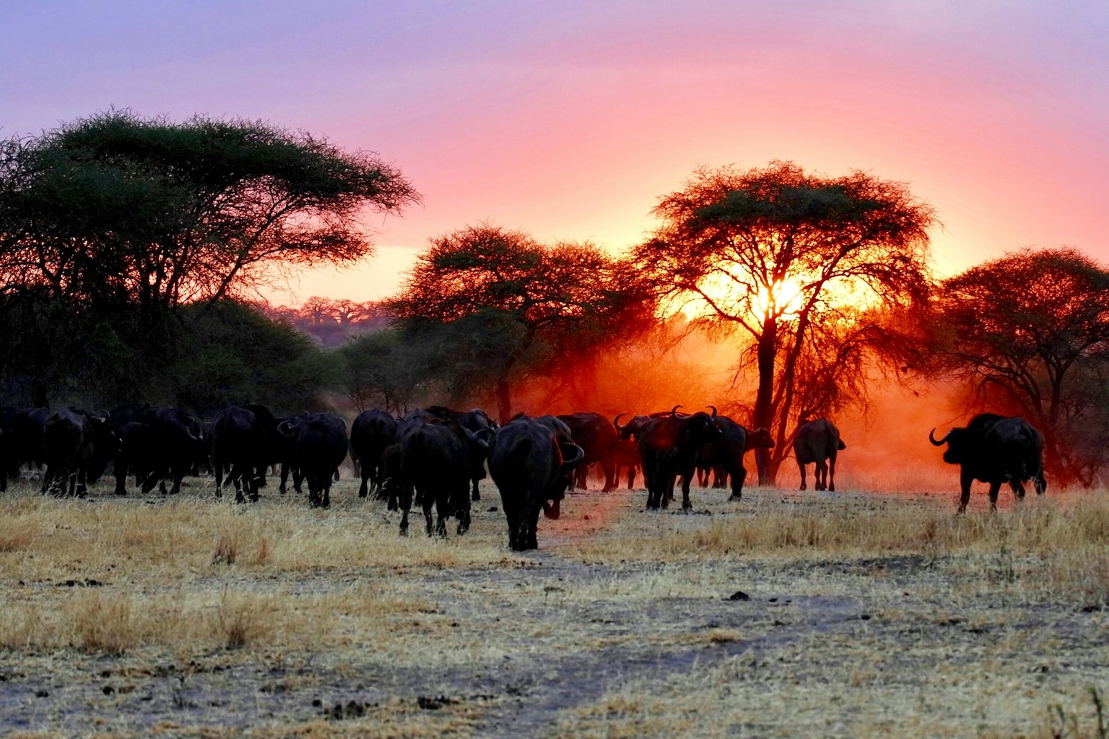 Wildlife silhouettes at a Tarangire sunset