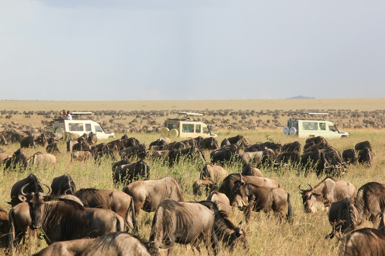 Wildebeest herd on the Serengeti plains