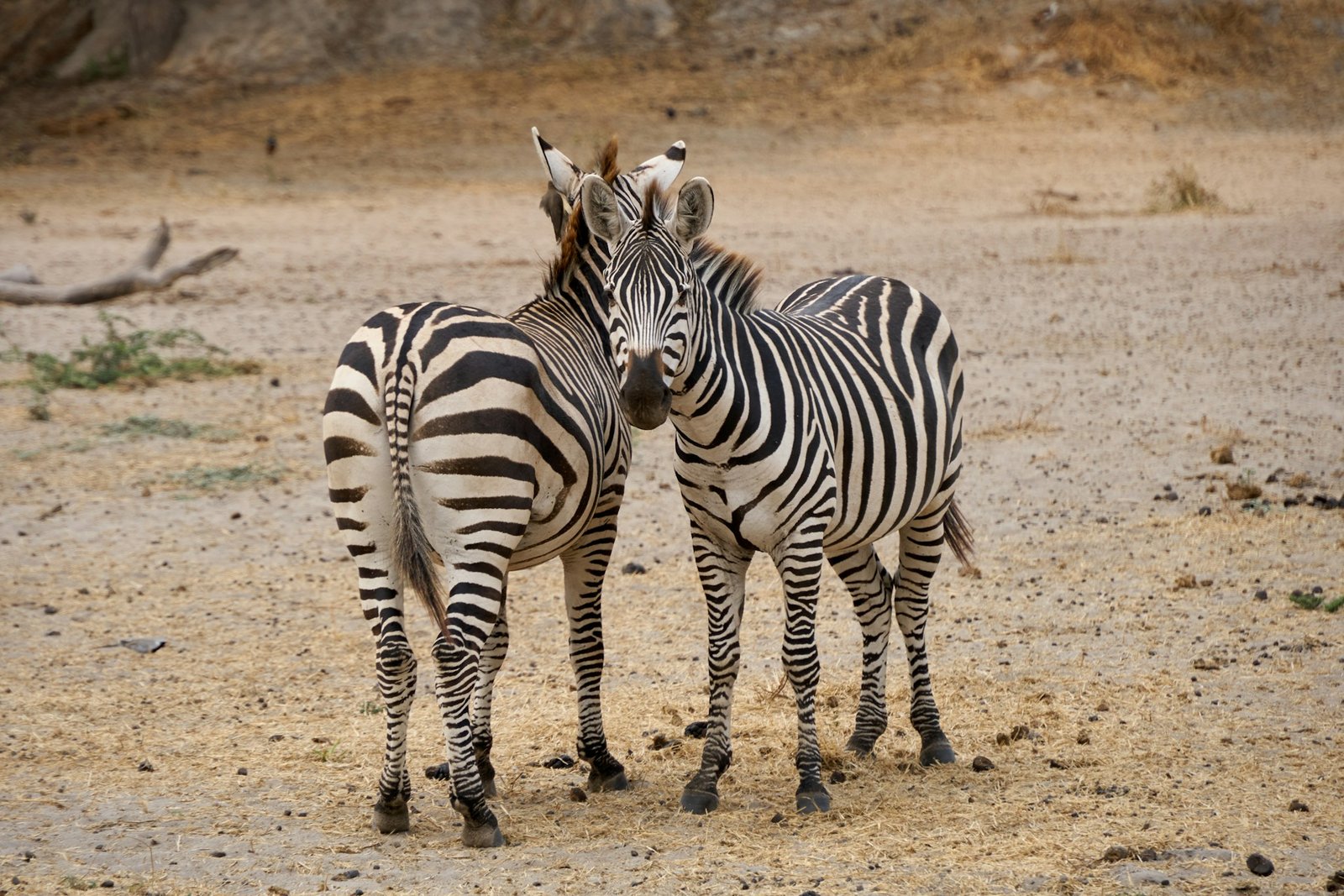 Zebras standing together — photo by Dmitrii Zhodzishskii / Unsplash