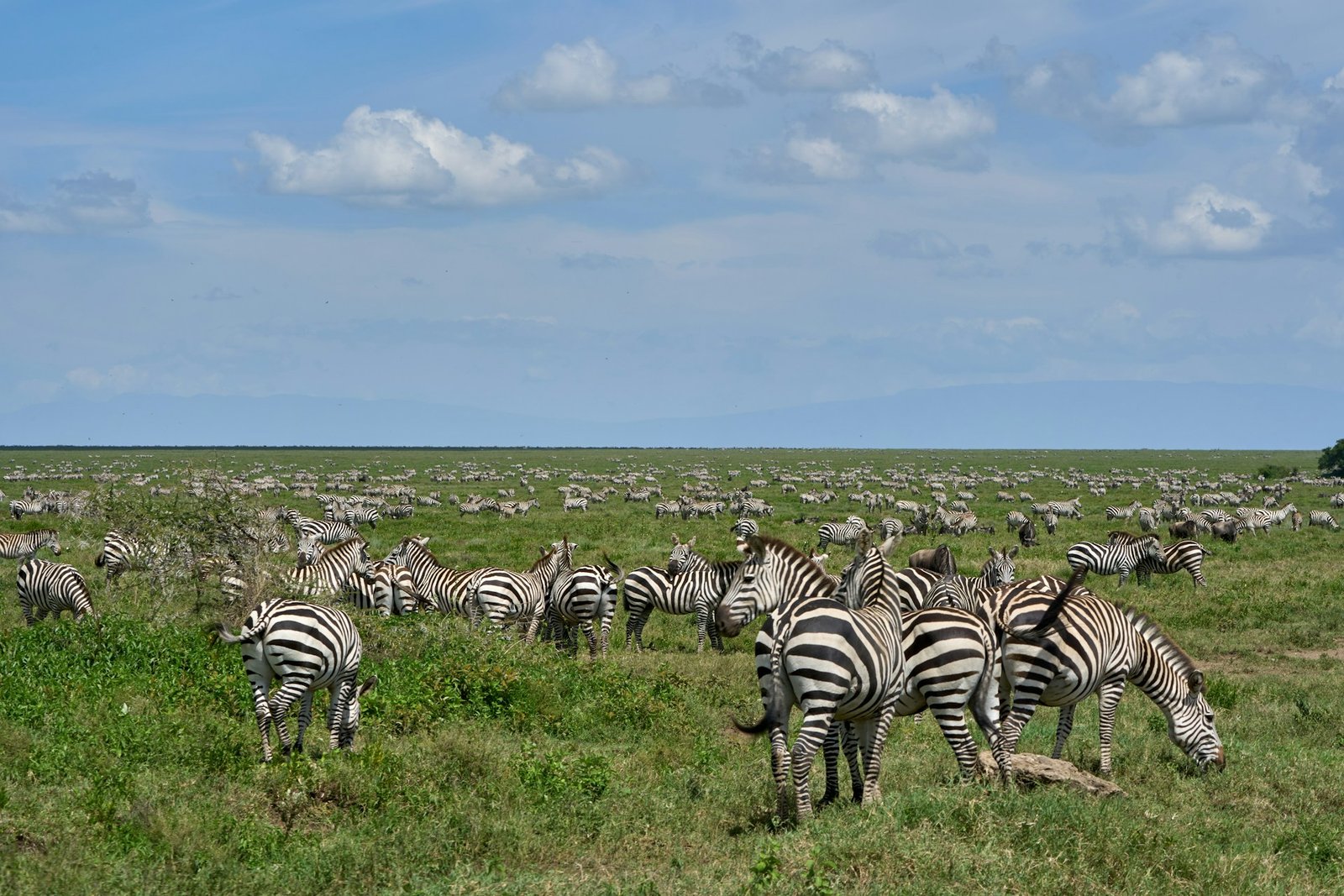 Zebra herd in grassland