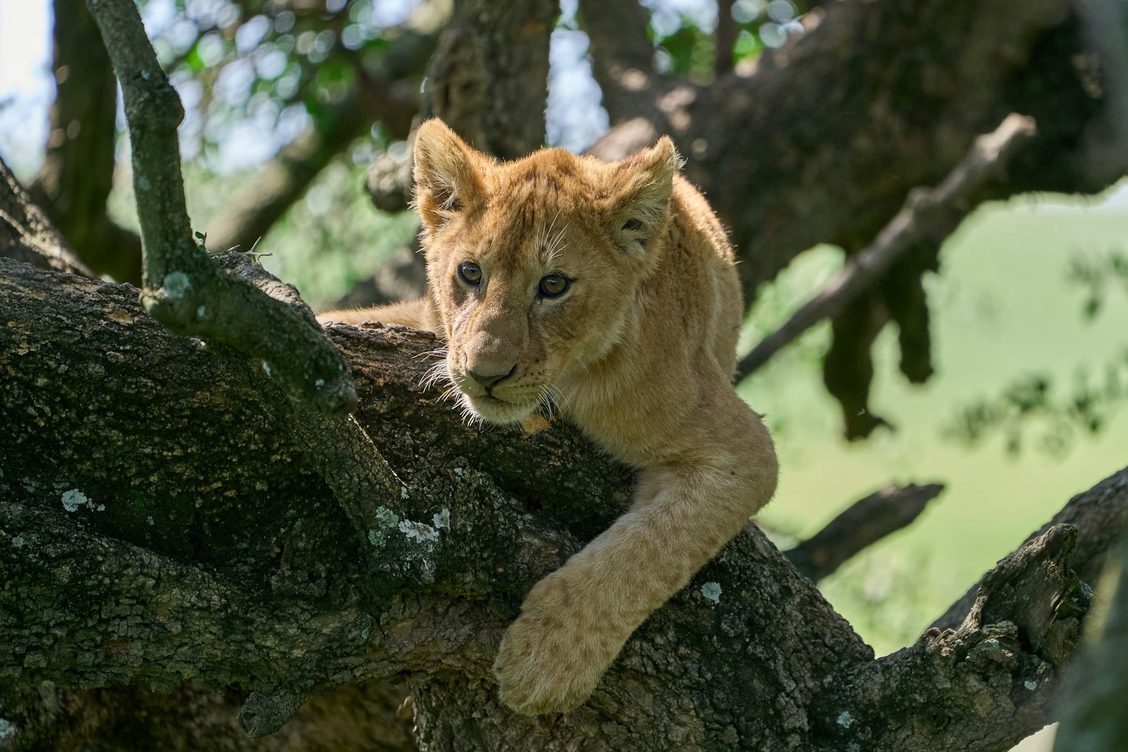 Lion resting in a tree