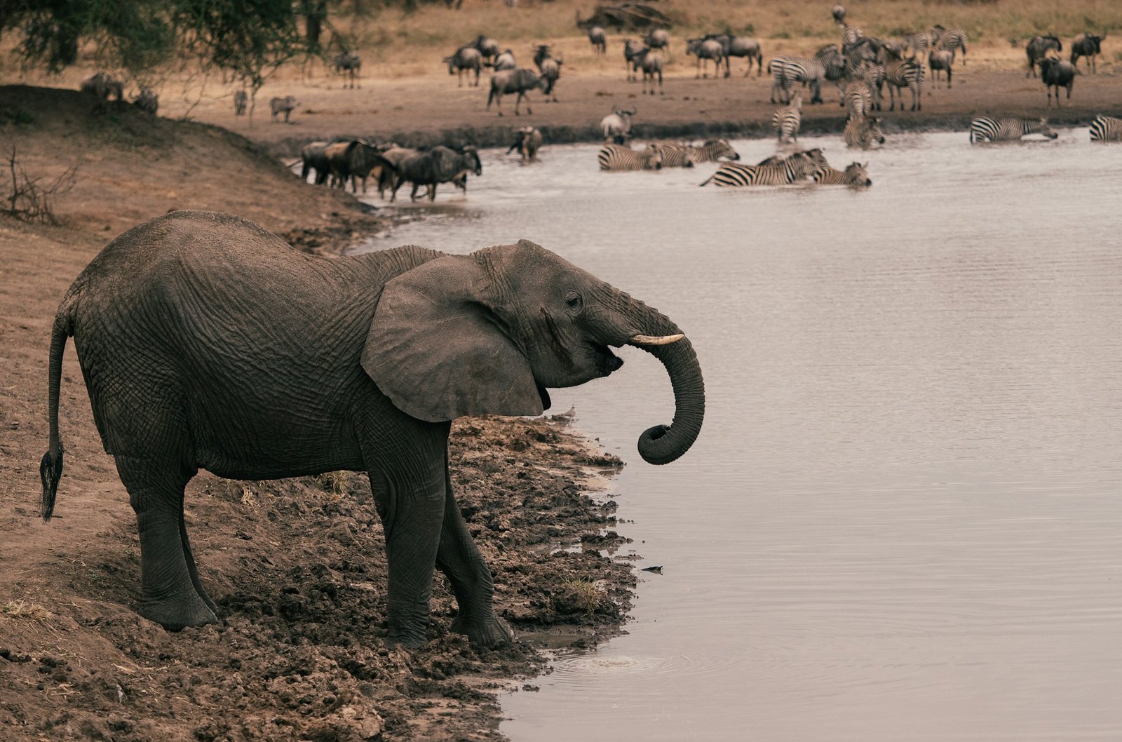 Tarangire landscape and wildlife — Tanzania safari planning with Tartaruga Safaris