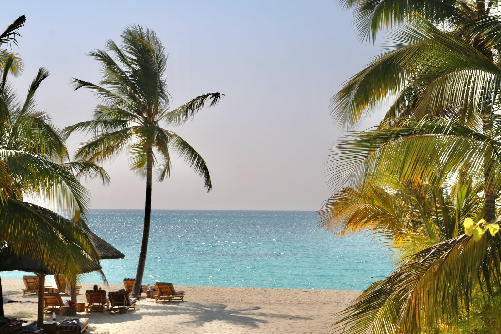Palm-lined coast in Zanzibar