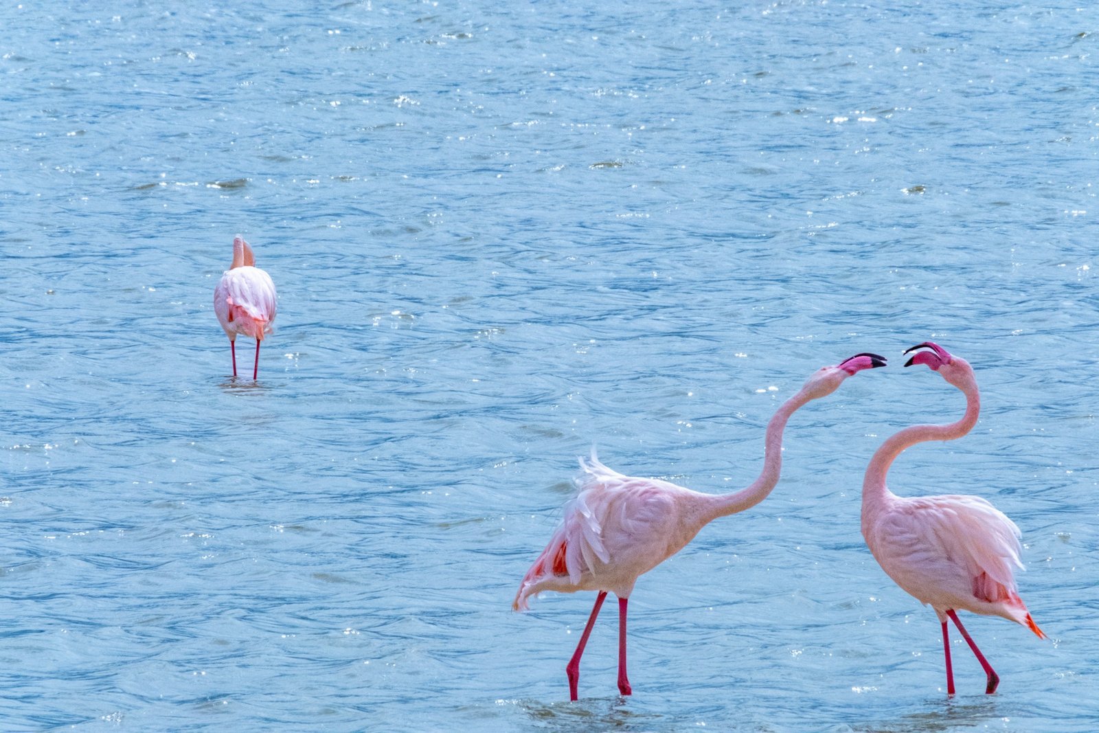 Flamingos in shallow water