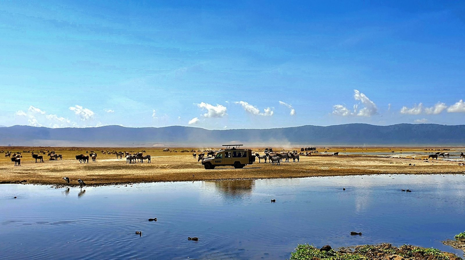 Wildlife beside a waterhole