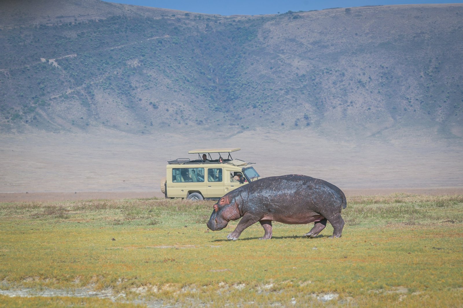Hippo and safari vehicle on the crater floor