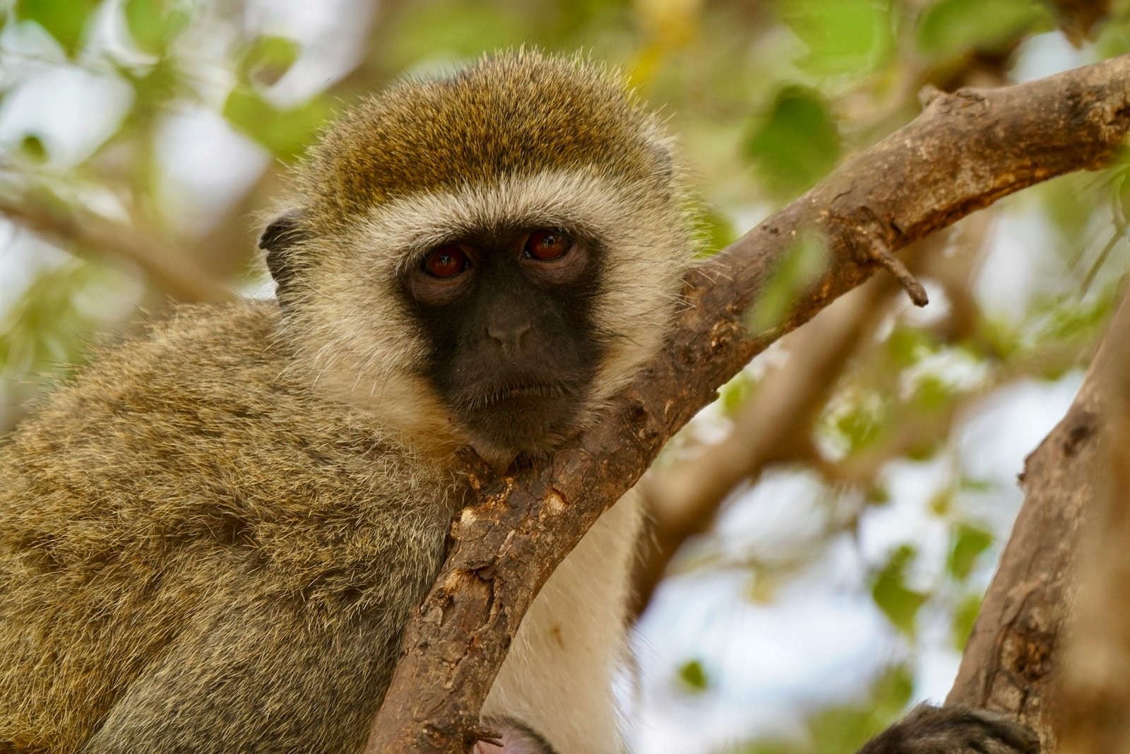 Vervet monkey in woodland