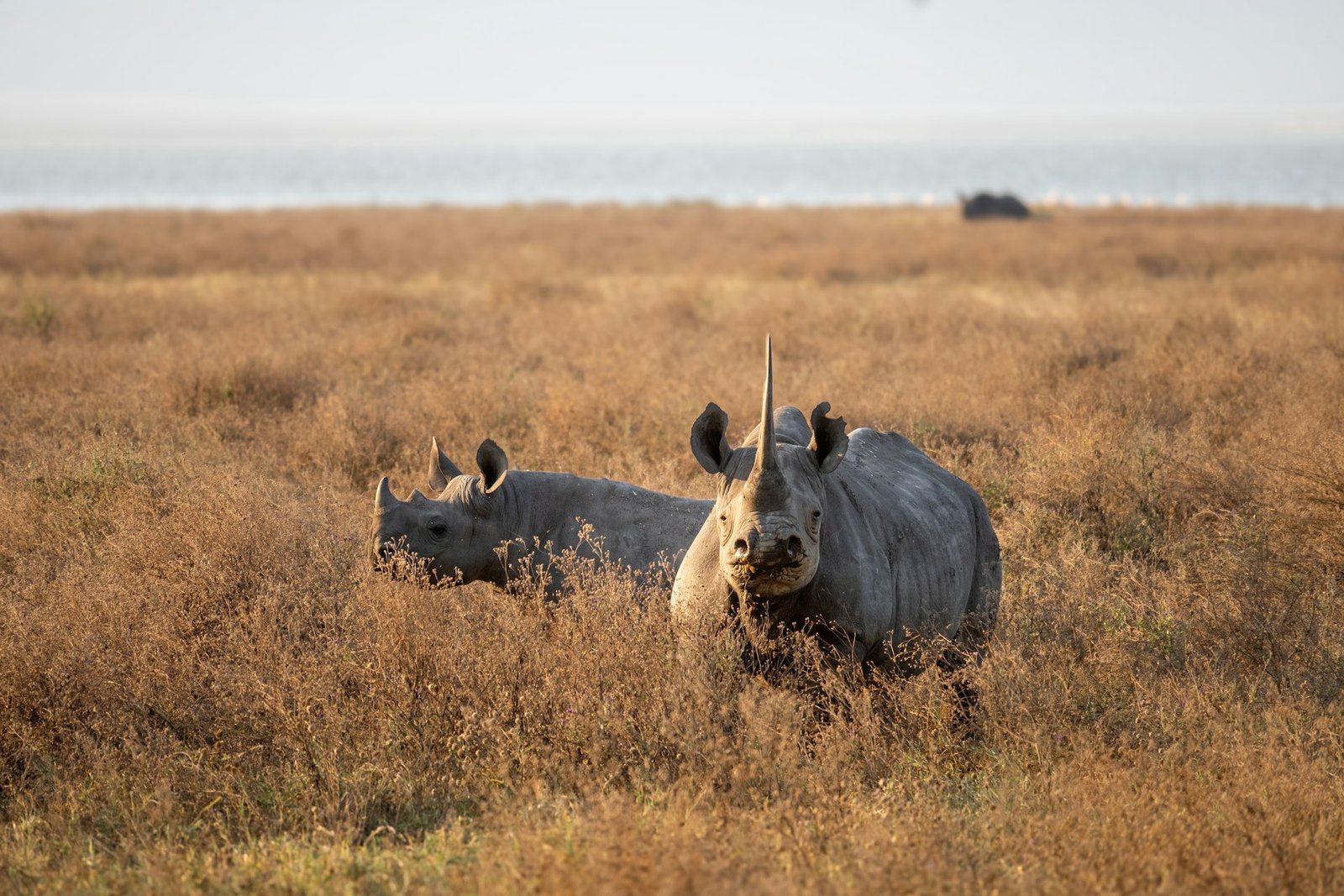 Wildebeest resting on the plains