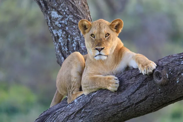 Lion cub resting on a sloping tree trunk