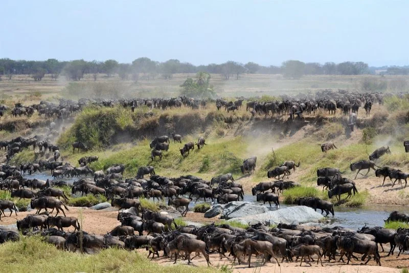 Wildebeest crowding a rocky river crossing