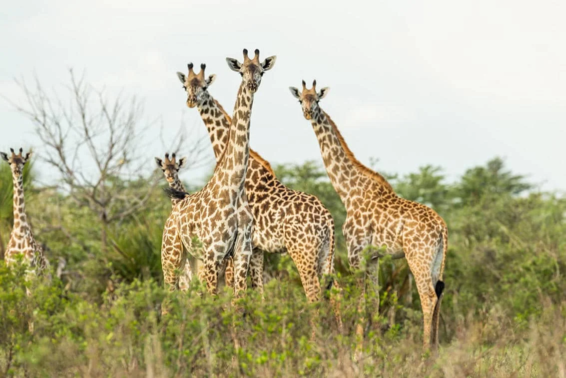 Three giraffes standing among trees and bushes